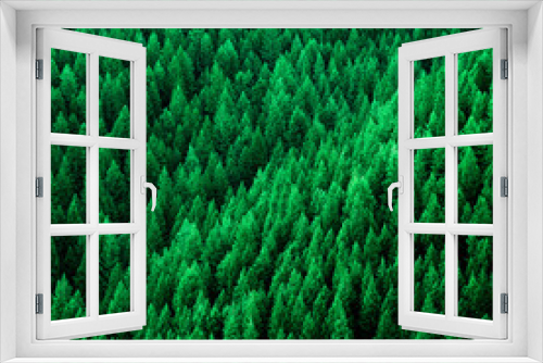 Fototapeta Naklejka Na Ścianę Okno 3D - Forest of Pine Trees in Wilderness Mountains
