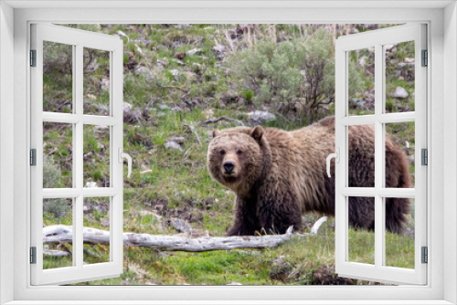Fototapeta Naklejka Na Ścianę Okno 3D - Yellowstone Grizzly Bear