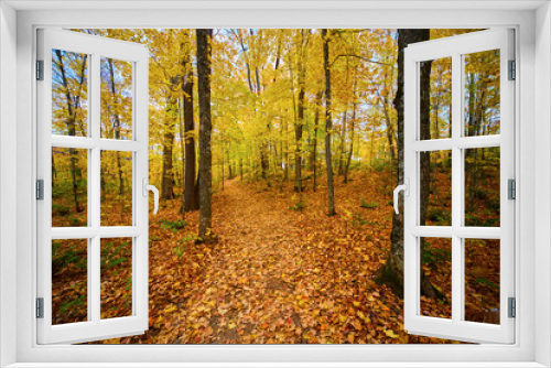 Fototapeta Naklejka Na Ścianę Okno 3D - Autumn Forest Path in Peak Fall, L'Anse Township Michigan