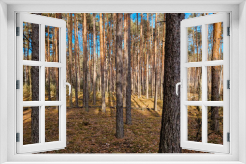 Fototapeta Naklejka Na Ścianę Okno 3D - Coniferous forest and birches without leaves.