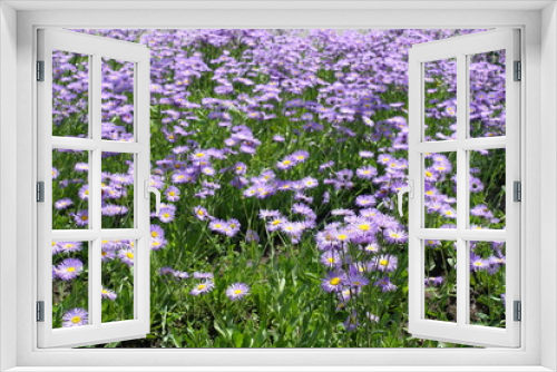 Fototapeta Naklejka Na Ścianę Okno 3D - A ton of violet flowers of Erigeron speciosus in mid June