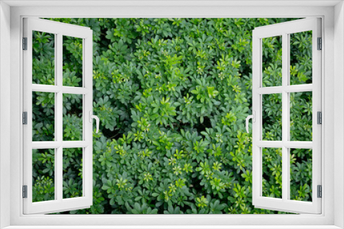 Fototapeta Naklejka Na Ścianę Okno 3D - Green image of a tree planted as a bush in the garden. Looking at it, it feels comfortable and refreshing. It makes me feel close to nature and relieves fatigue.