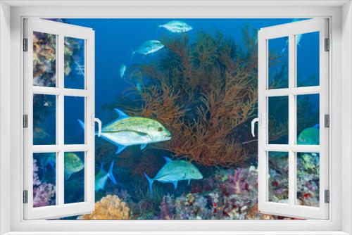 Fototapeta Naklejka Na Ścianę Okno 3D - Bluefin Trevally Among Black Coral in Sudan's Red Sea
