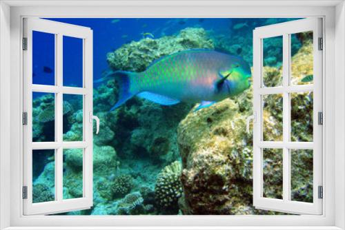Fototapeta Naklejka Na Ścianę Okno 3D - Fisch