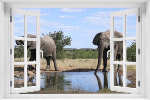 Fototapeta Naklejka Na Ścianę Okno 3D - two african elephants drink at a waterhole in Etosha NP