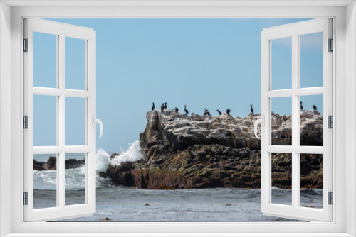 Fototapeta Naklejka Na Ścianę Okno 3D - A flock of Double-crested Cormorants rest and relax on Bird Rock.in the Pacific Ocean in California
