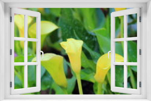 Fototapeta Naklejka Na Ścianę Okno 3D - calla lily flower blossom