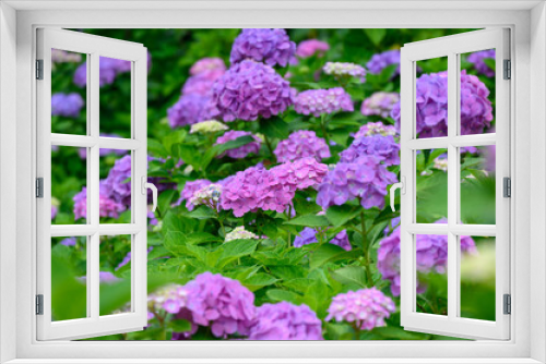 Fototapeta Naklejka Na Ścianę Okno 3D - 上磯ダム公園のカラフルな紫陽花