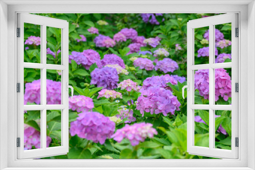 Fototapeta Naklejka Na Ścianę Okno 3D - 上磯ダム公園のカラフルな紫陽花