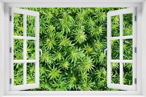 Fototapeta Naklejka Na Ścianę Okno 3D - Hanfpflanzen oder Cannabispflanzen