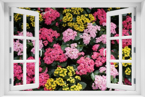 Fototapeta Naklejka Na Ścianę Okno 3D - The mixed of yellow, pink and, purple Kalanchoe Blossfeldiana flowers