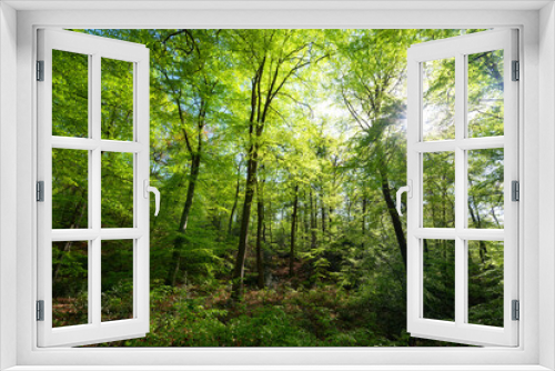Fototapeta Naklejka Na Ścianę Okno 3D - Forest path Denecourt 11 in spring season. Fontainebleau forest