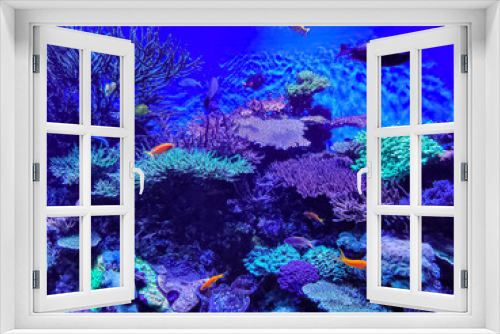 Fototapeta Naklejka Na Ścianę Okno 3D - Beautiful coral reef aquarium filled with colorful corals and tropical fish swimming in the warm water.