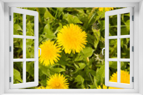 Fototapeta Naklejka Na Ścianę Okno 3D - dandelion by springtime