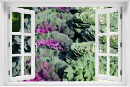 Fototapeta Naklejka Na Ścianę Okno 3D - Ornamental kale-19