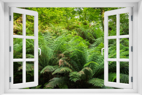 Fototapeta Naklejka Na Ścianę Okno 3D - group Soft Tree ferns (Dicksonia antarctica)