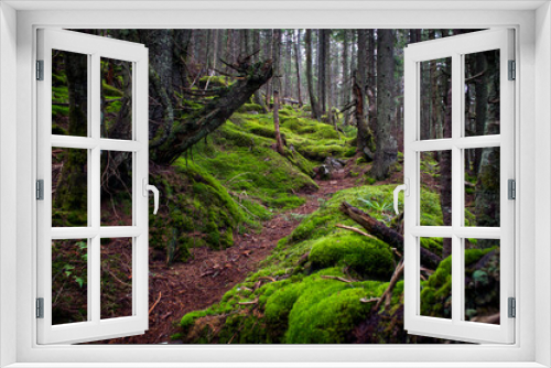 Fototapeta Naklejka Na Ścianę Okno 3D - Magical fairytale forest. Coniferous forest covered of green moss. Mystic atmosphere.