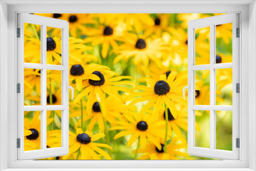Fototapeta Naklejka Na Ścianę Okno 3D - Beautiful yellow blooming flowers, Perennial, yellow coneflower Echinacea paradoxa, Plant from the Asteraceae family, Summer autumn flowers, Macro, Nature and landscape, close up