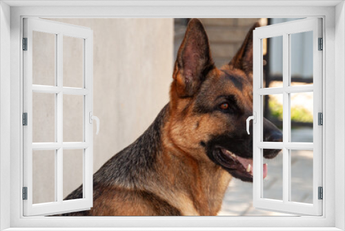 Fototapeta Naklejka Na Ścianę Okno 3D - Shepherd german dog pet