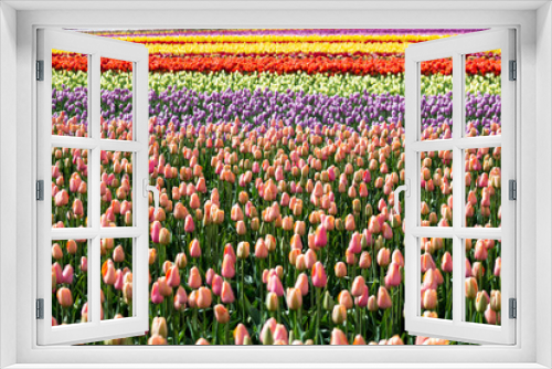 Fototapeta Naklejka Na Ścianę Okno 3D - Many Colored Tulips