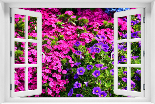 Fototapeta Naklejka Na Ścianę Okno 3D - Close up of the sea of flowers in the garden. Colorful flowers blooming background. Nature and flower background. Flower and plant.