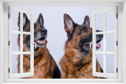 Fototapeta Naklejka Na Ścianę Okno 3D - animaux domestiques