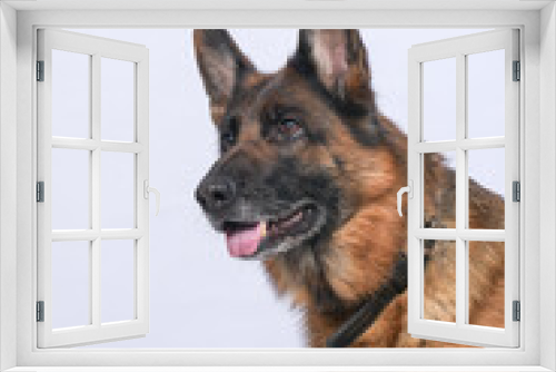 Fototapeta Naklejka Na Ścianę Okno 3D - chien en studio fond blanc