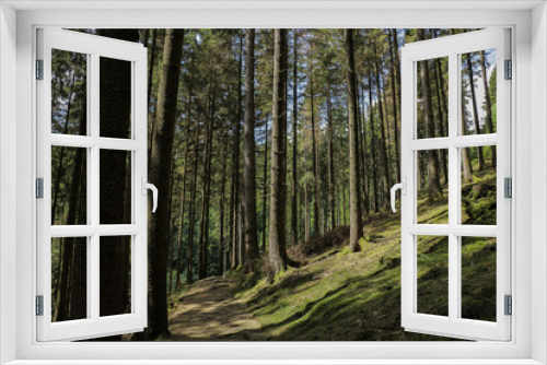 Fototapeta Naklejka Na Ścianę Okno 3D - Beautiful evergreen fairy tale forest mountain landscape with sunlight shining through the trees and foliage. Mighty trees on a hill, emerald green moss. Nature, deforestation, reforestation, ecology.