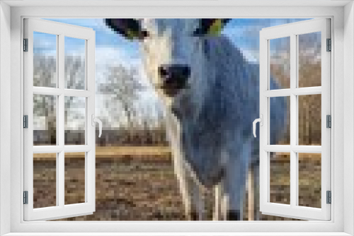 Fototapeta Naklejka Na Ścianę Okno 3D - Hungarian Grey Steppe breed of beef cattle   It belongs to the group of Podolic cattle 
 characterised by long lyre-shaped horns and a pale grey coat. It is well adapted to extensive pasture systems a