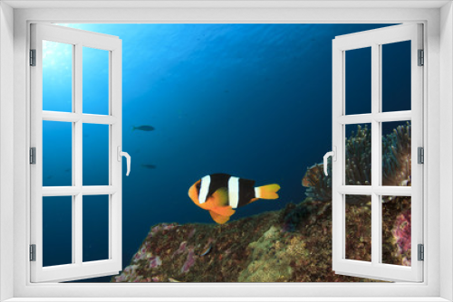 Fototapeta Naklejka Na Ścianę Okno 3D - Clarke's Anemonefish