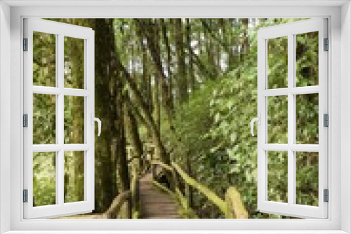 Fototapeta Naklejka Na Ścianę Okno 3D - Moss and wooden footpath at the evergreen forest
