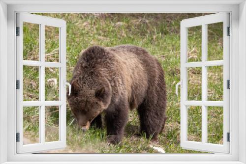 Fototapeta Naklejka Na Ścianę Okno 3D - Grizzly Bear in Yellowstone National Park Wyoming