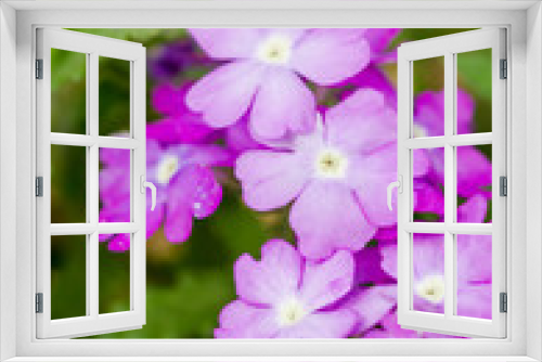 Fototapeta Naklejka Na Ścianę Okno 3D - Purple flowers in garden
