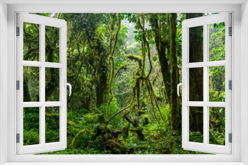 Fototapeta Naklejka Na Ścianę Okno 3D - Regenwald im Bwindi Impenetrable National Park, Uganda.