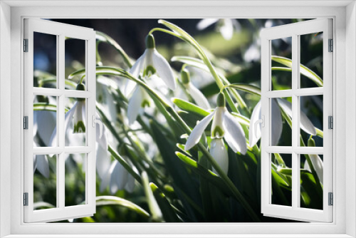 Fototapeta Naklejka Na Ścianę Okno 3D - Przebiśniegi w pierwszych dniach wiosny.