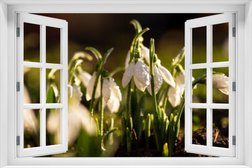 Fototapeta Naklejka Na Ścianę Okno 3D - Snowdrops first spring flowers.