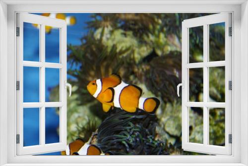 Fototapeta Naklejka Na Ścianę Okno 3D - poisson clown