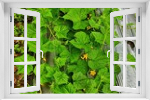 Fototapeta Naklejka Na Ścianę Okno 3D - Lush and green cucumber garden