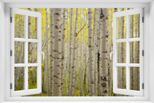 Fototapeta Naklejka Na Ścianę Okno 3D - yellow aspen
