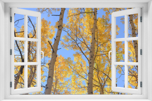 Fototapeta Naklejka Na Ścianę Okno 3D - yellow aspen
