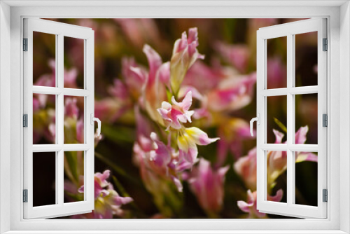 Fototapeta Naklejka Na Ścianę Okno 3D - Cederberg Wildflowers 12760