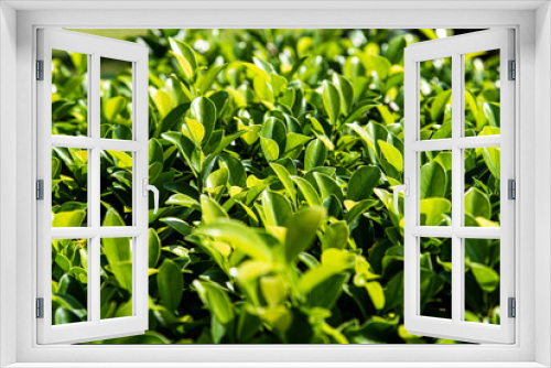 Fototapeta Naklejka Na Ścianę Okno 3D - green grass background