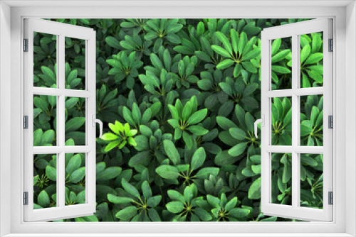 Fototapeta Naklejka Na Ścianę Okno 3D - Green leaves background Nature background