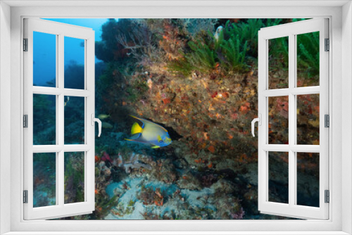 Fototapeta Naklejka Na Ścianę Okno 3D - Scuba Diving West Palm Beach and Jupiter Florida.
Underwater pictures. 