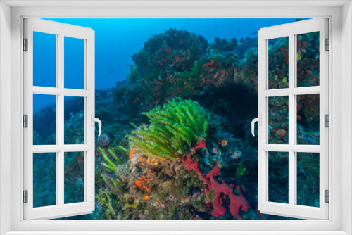 Fototapeta Naklejka Na Ścianę Okno 3D - Scuba Diving West Palm Beach and Jupiter Florida.
Underwater pictures. 