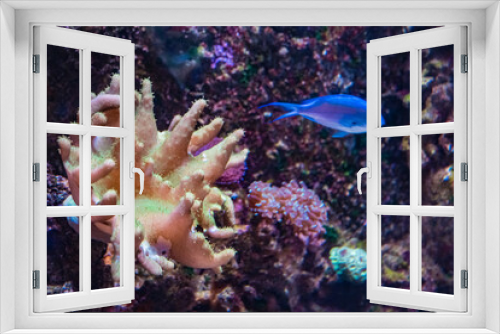 Fototapeta Naklejka Na Ścianę Okno 3D - Underwater world, sea corals, sea fish, blue