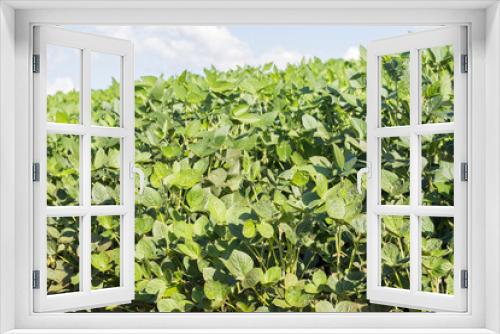 Fototapeta Naklejka Na Ścianę Okno 3D - Brazilian soy plantation on sunny day