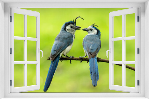 Fototapeta Naklejka Na Ścianę Okno 3D - The white-throated magpie-jays (Calocitta formosa) in love