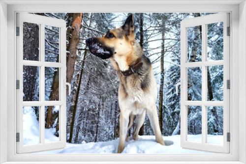 Fototapeta Naklejka Na Ścianę Okno 3D - Dog German Shepherd in a forest or in a park in a winter day and white snow arround. Waiting eastern European dog veo and white snow