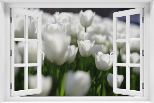 Fototapeta Naklejka Na Ścianę Okno 3D - tulips, bokeh shots